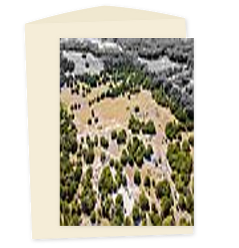 Funny Birthday Card Illustrated Forest Pun Un-fore-gettable - Front