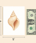 Seashell Illustration Greeting Card Modern Design - Size