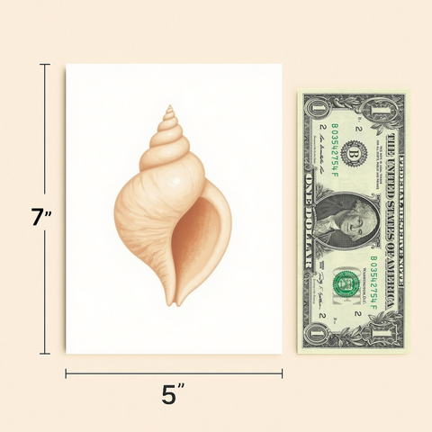 Seashell Illustration Greeting Card Modern Design - Size